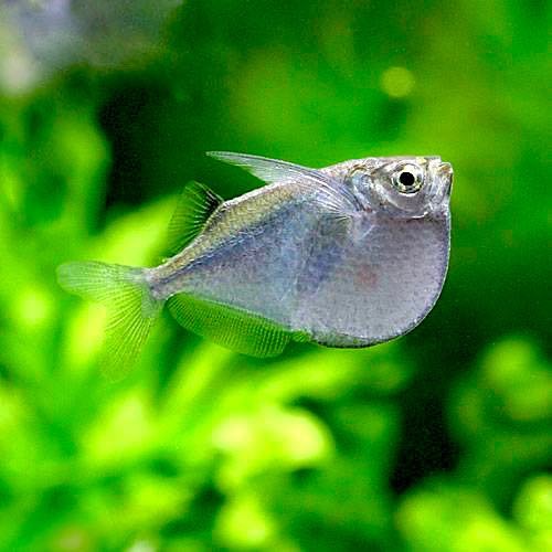 Thoracocharax stellatus - Silberbeilbauch groß